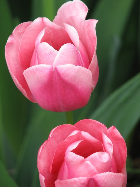 Pink Tulips in Rochester, NY