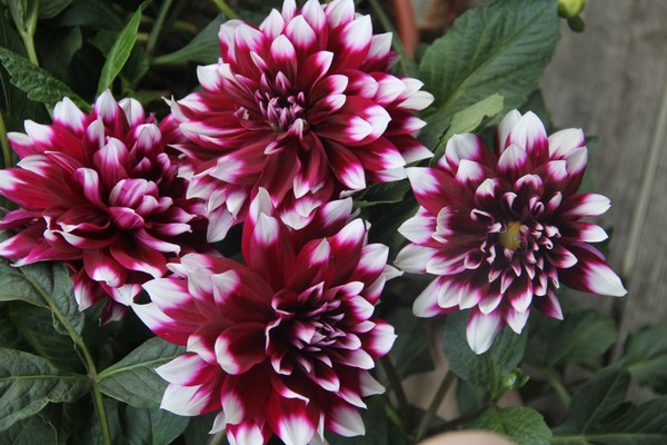 3 full and 1 nearly full bloomed dalihas