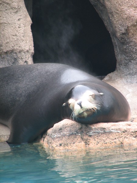 Contented Napper