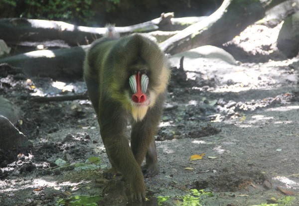 Male baboon at Bronx zoo