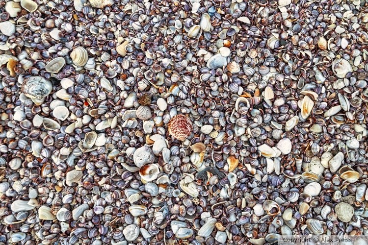 You are so spe-shell