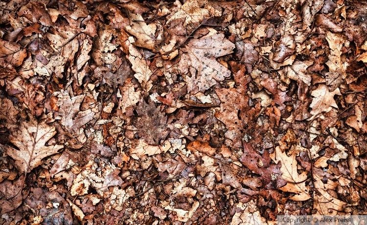 Leaves. Still Life 2