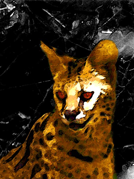 The Prowl