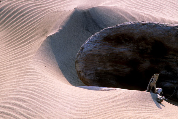 Sand Patterns and Fallen Log