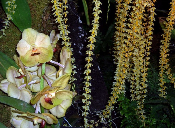 Two Orchid Species