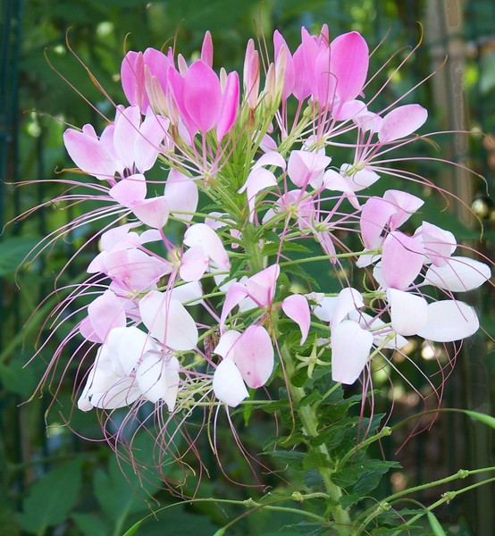 Pinkflowers