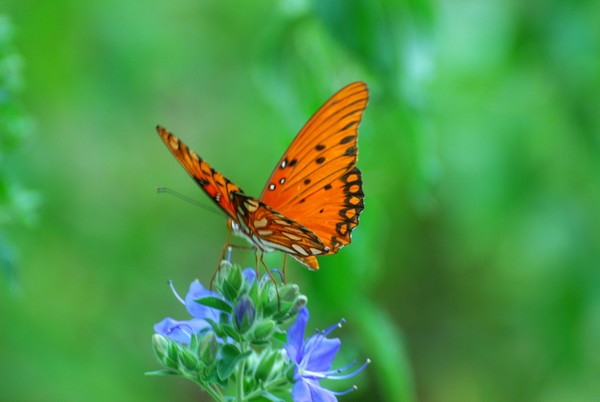 Sitting Butterfly