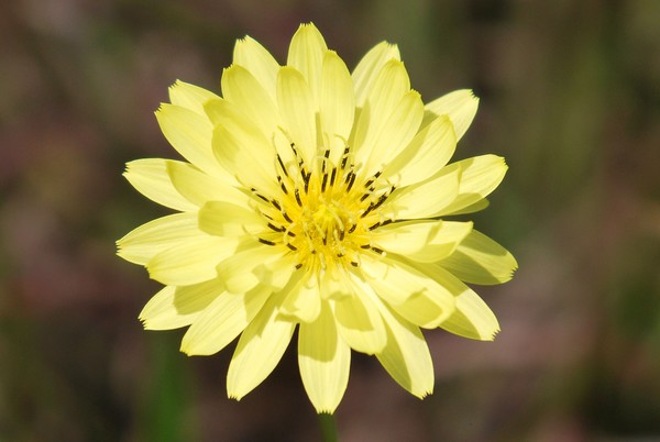 Lady Yellow
