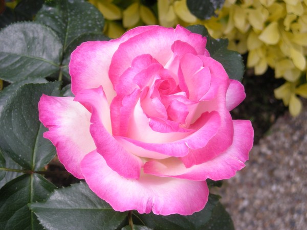 pink rose