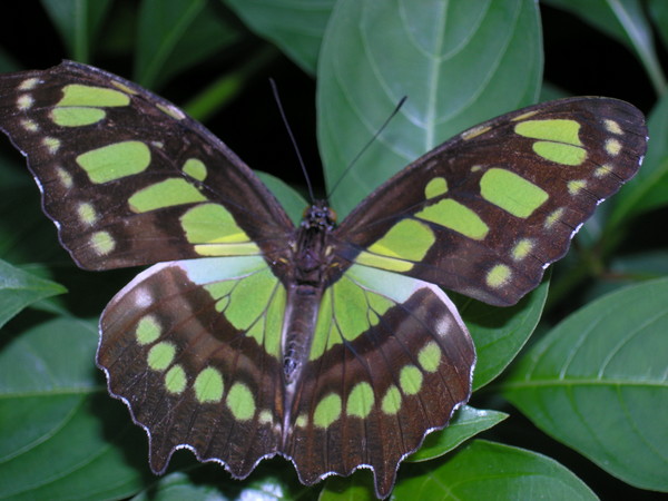 The Malachite