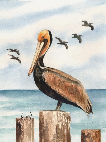 Brown Pelicans