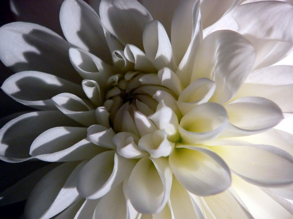 WHITE DAHLIA