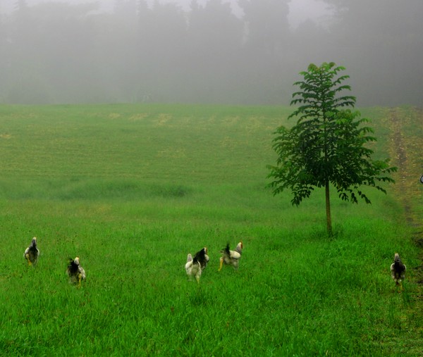 Misty Morning