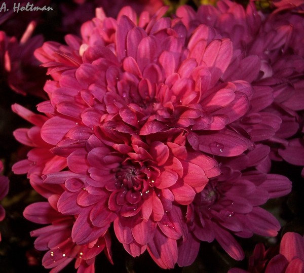 Pink Delight
