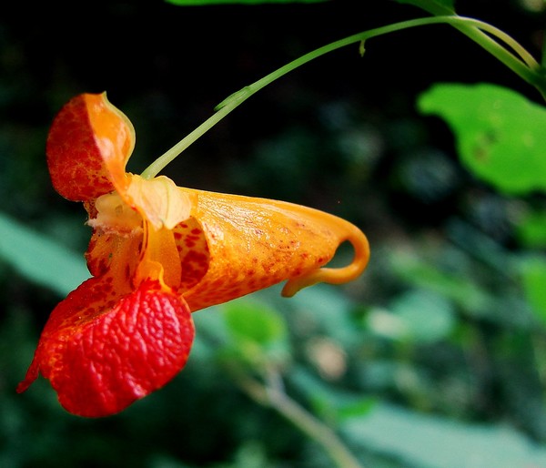 Orange Beauty