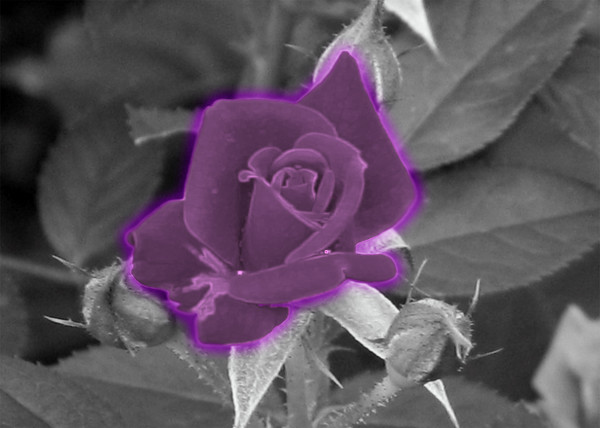 Glowing Purple Rose