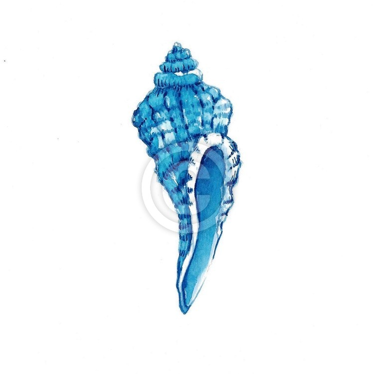 Sea Shell