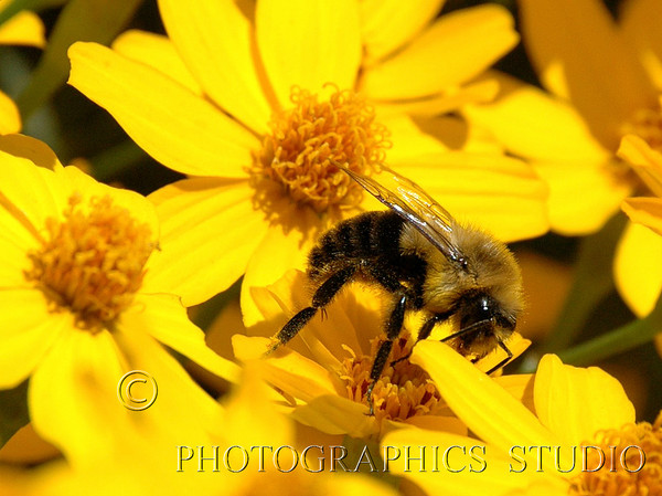Bee at Work