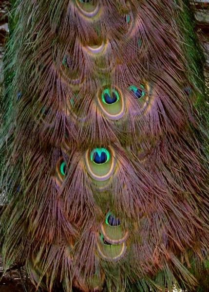 Study of the Peacock