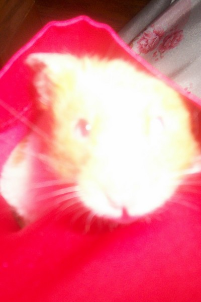 Christmas Hamster