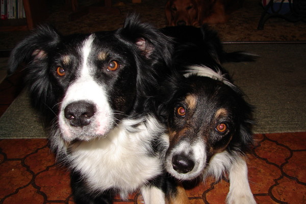 Bug and Little Brother