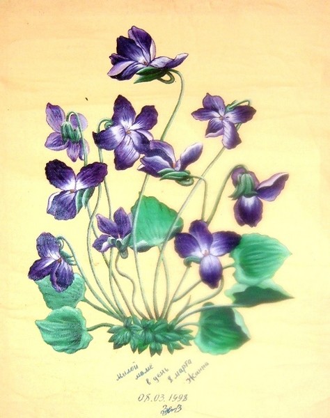 Violets