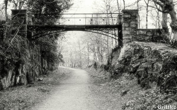 THE OLD TRACK