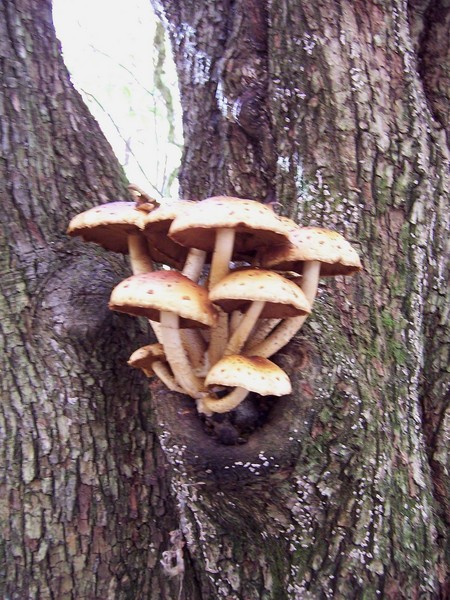Mushrooms