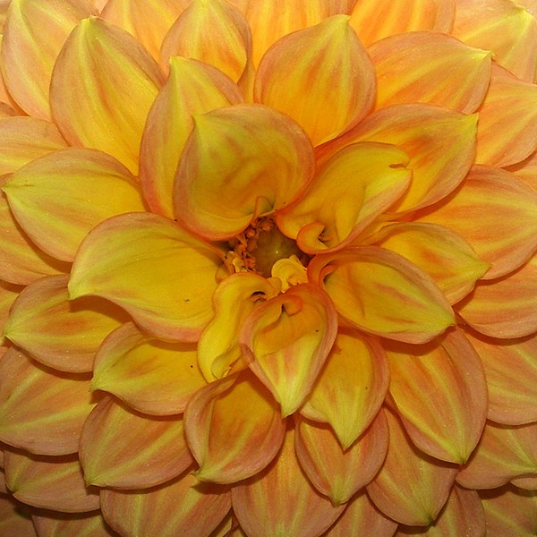 Dahlia