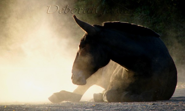 Evening dust bath 2 