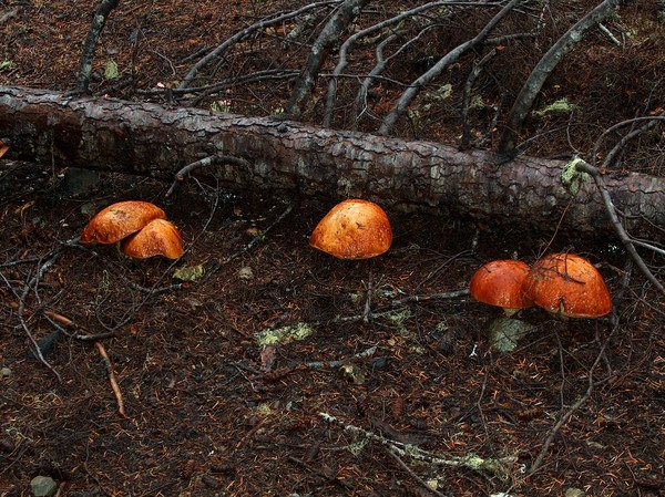 Extra Large Mushrooms