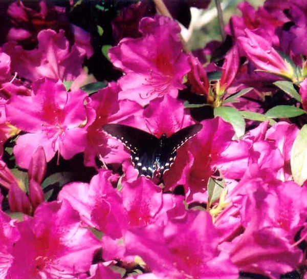 Butterfly in Azaleas