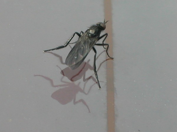 my first insect picture