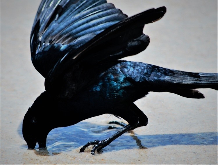 Grackle dives for sand fleas