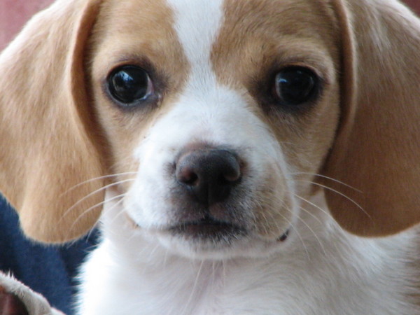 Freckles 12 Weeks