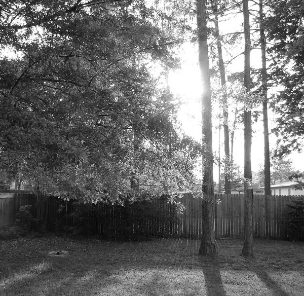 Evening in my backyard