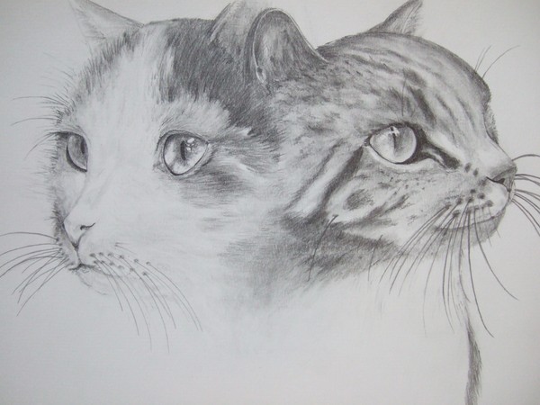 pebbles and willow