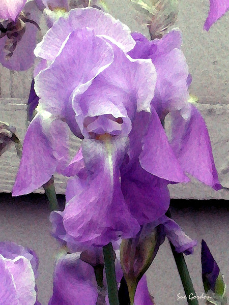 Lavendar Iris