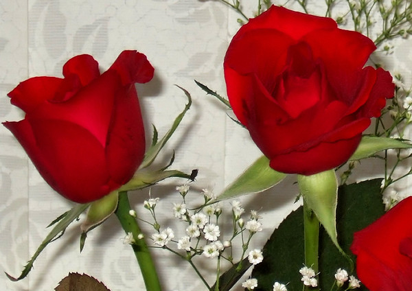 2 red roses