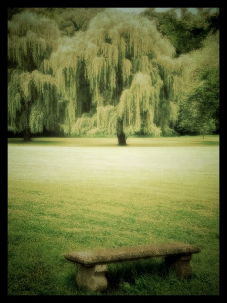 Weeping Willows
