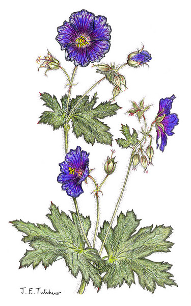 Geranium