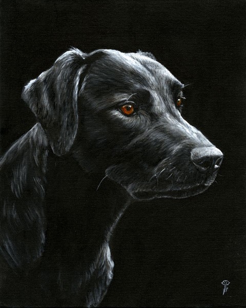 Black Labrador