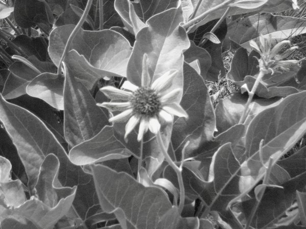 Growing Wild