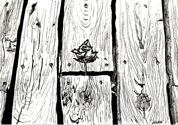 The Rose Sketch