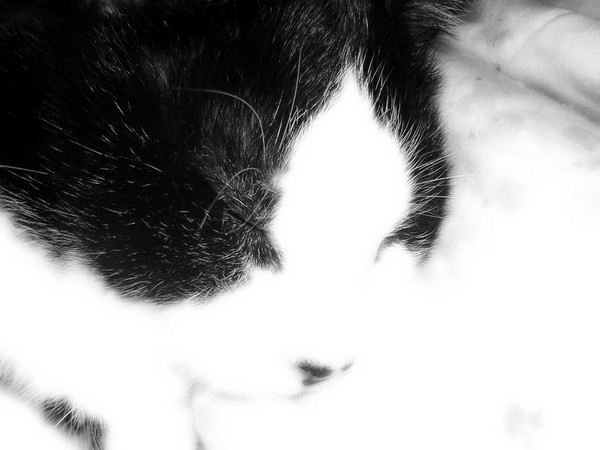 Buddy I