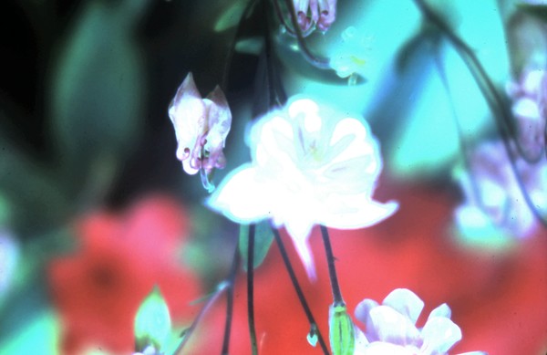 Exotic Blossom