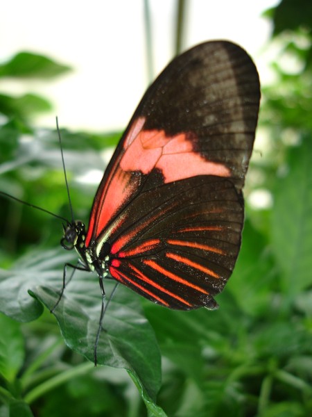 Black & Red Butterfly