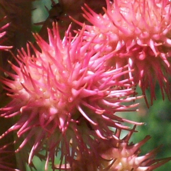 Summer at Missouir Botanical Garden