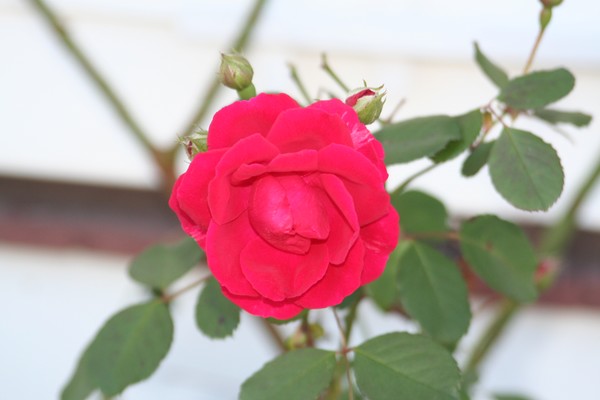 Last rose of Summer 2007