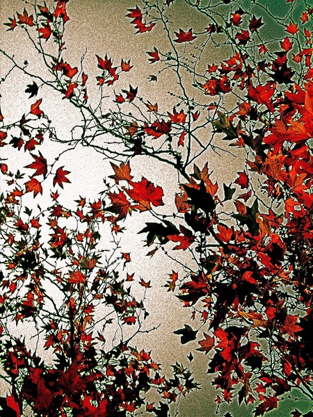 Leaves In Flight
